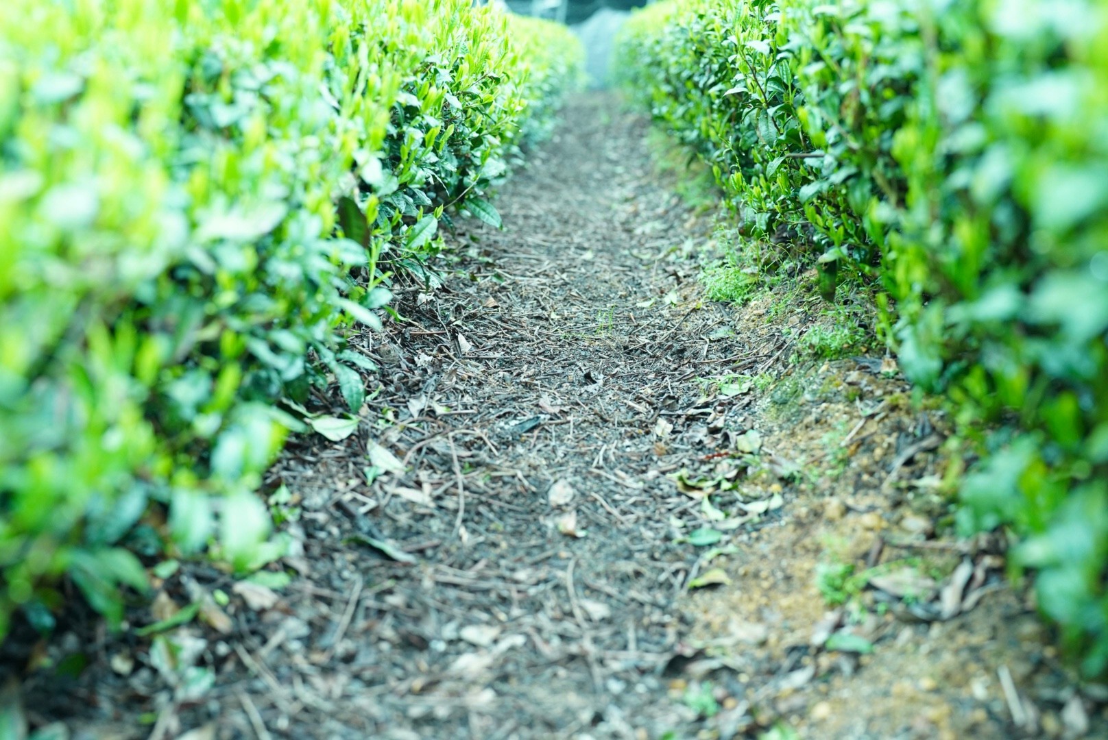 茶喜のお茶とは