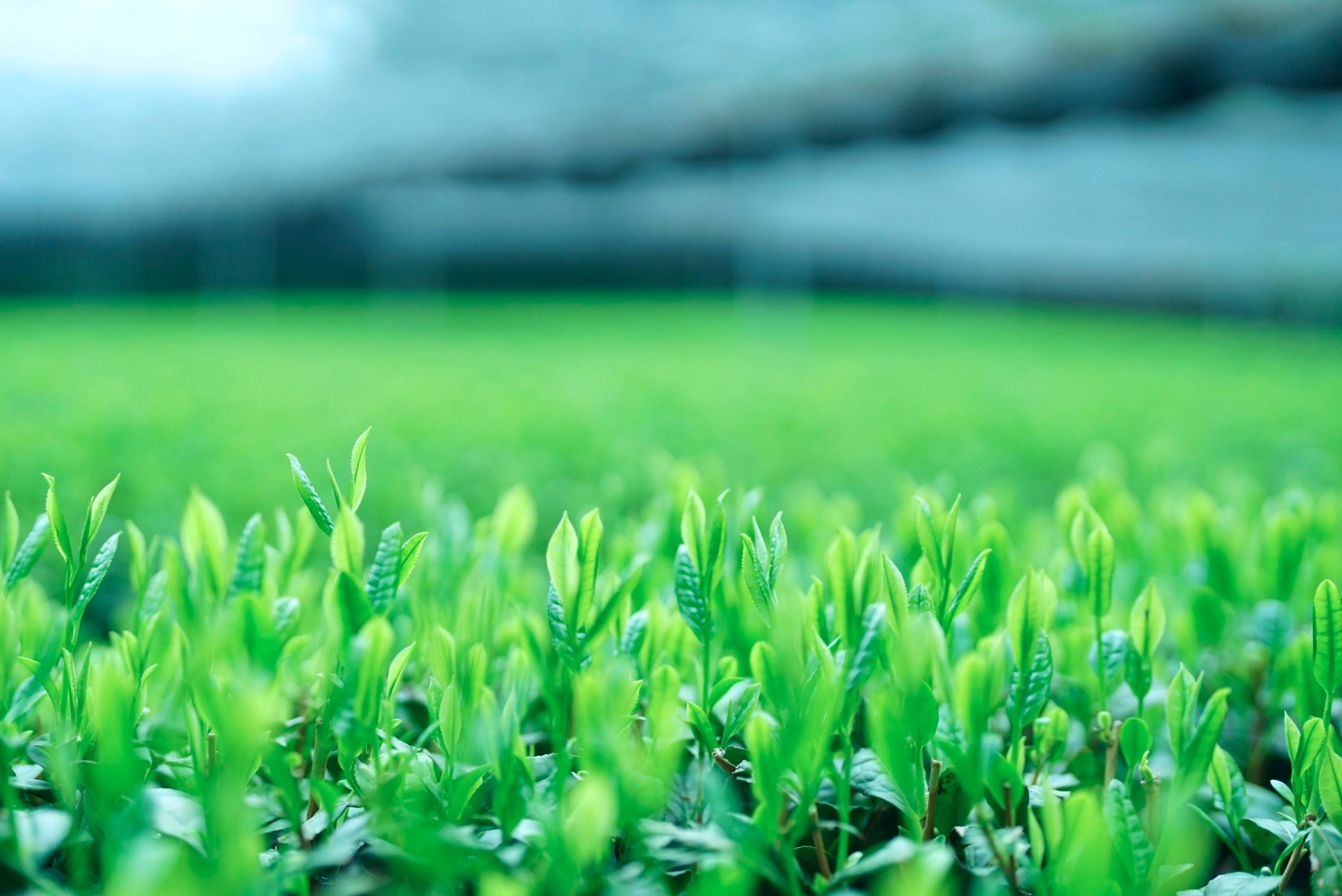 Photo of a elementary school classroom with empty wooden desks and sun shining through the windows.