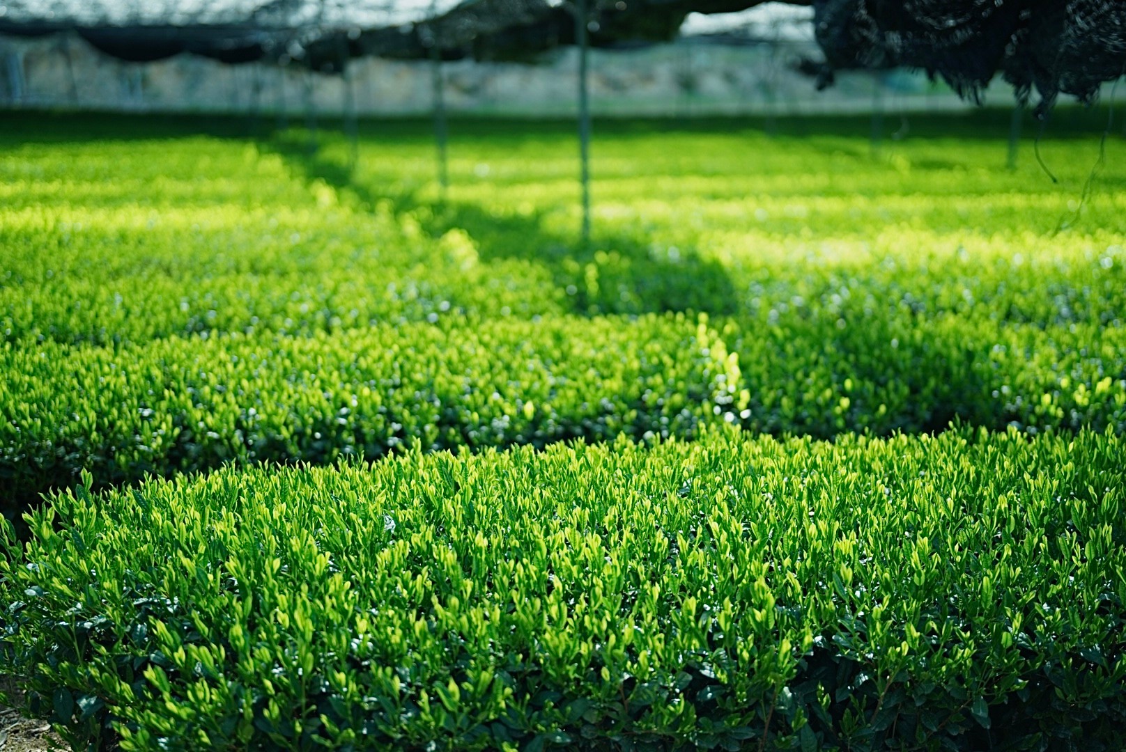 茶喜のお茶とは