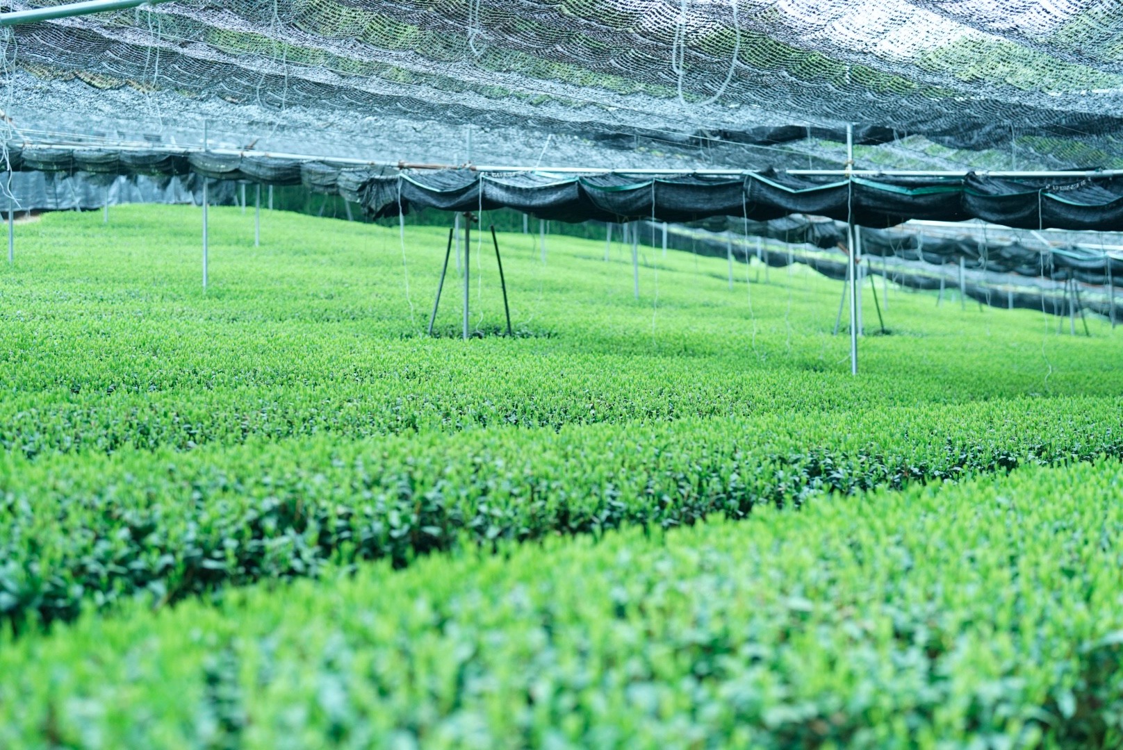 Photo of rows of school desk chairs in a classroom.